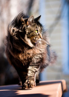 Domestic Animals