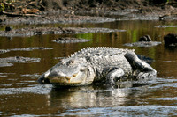 Reptiles
