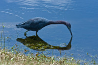 Wildlife Photos